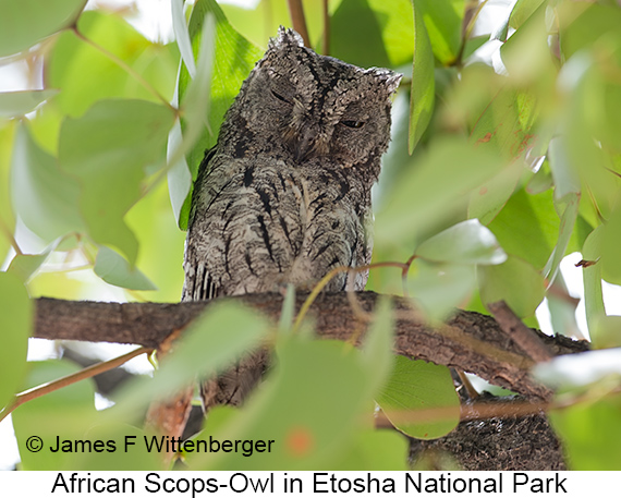 African Scops-Owl - © James F Wittenberger and Exotic Birding LLC