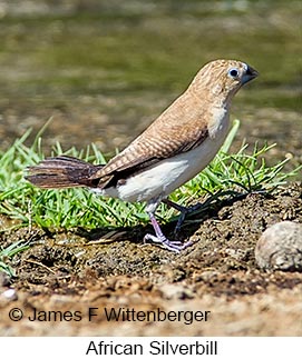 African Silverbill - © James F Wittenberger and Exotic Birding LLC African Silverbill - © James F Wittenberger and Exotic Birding LLC