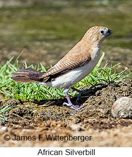 African Silverbill - © James F Wittenberger and Exotic Birding LLC