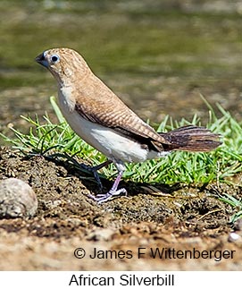African Silverbill - © James F Wittenberger and Exotic Birding LLC African Silverbill - © James F Wittenberger and Exotic Birding LLC