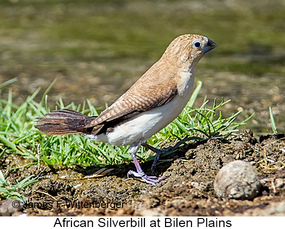 African Silverbill - © James F Wittenberger and Exotic Birding LLC