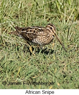 African Snipe - &copy; James F Wittenberger and Exotic Birding LLC