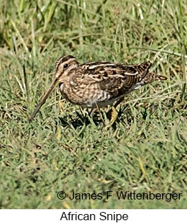 African Snipe - © James F Wittenberger and Exotic Birding LLC