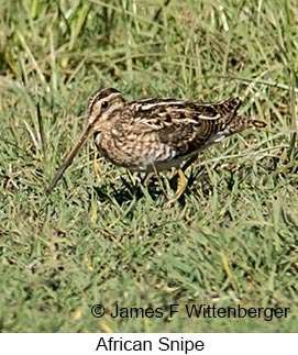 African Snipe - © James F Wittenberger and Exotic Birding LLC African Snipe - © James F Wittenberger and Exotic Birding LLC