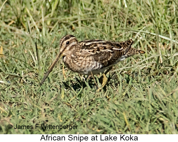 African Snipe - © James F Wittenberger and Exotic Birding LLC African Snipe - © James F Wittenberger and Exotic Birding LLC