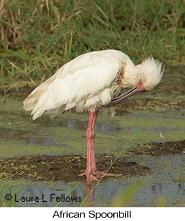 African Spoonbill - © Laura L Fellows and Exotic Birding LLC