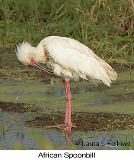 African Spoonbill - © Laura L Fellows and Exotic Birding LLC African Spoonbill - © Laura L Fellows and Exotic Birding LLC