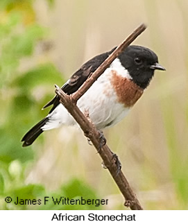 African Stonechat - © James F Wittenberger and Exotic Birding LLC