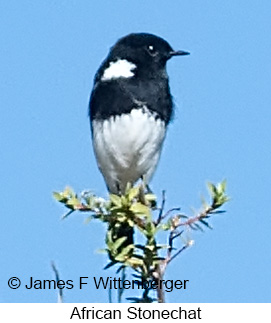 African Stonechat - © James F Wittenberger and Exotic Birding LLC African Stonechat - © James F Wittenberger and Exotic Birding LLC