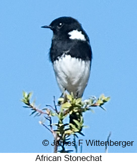 African Stonechat - © James F Wittenberger and Exotic Birding LLC