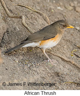 African Thrush - © James F Wittenberger and Exotic Birding LLC African Thrush - © James F Wittenberger and Exotic Birding LLC