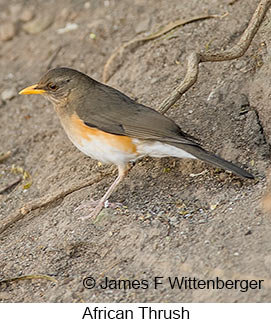 African Thrush - © James F Wittenberger and Exotic Birding LLC