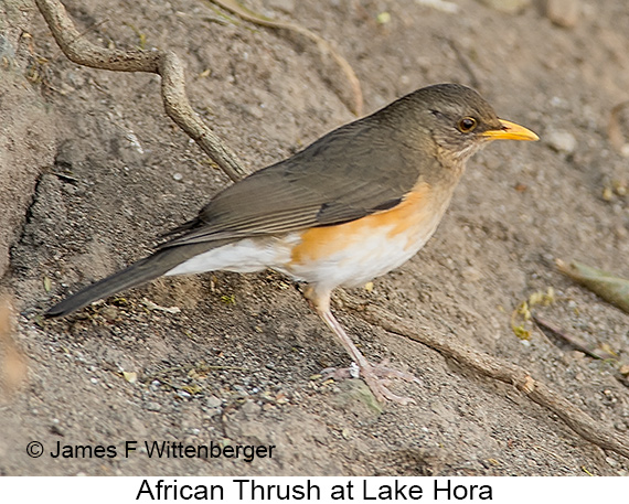 African Thrush - © James F Wittenberger and Exotic Birding LLC