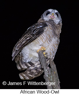 African Wood-Owl - © James F Wittenberger and Exotic Birding LLC