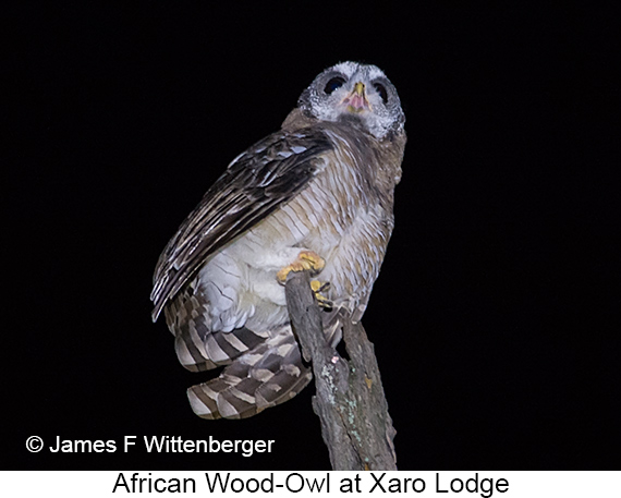 African Wood-Owl - © James F Wittenberger and Exotic Birding LLC African Wood-Owl - © James F Wittenberger and Exotic Birding LLC