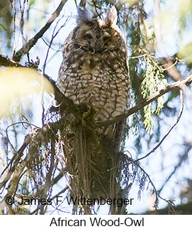 African Wood-Owl - &copy; James F Wittenberger and Exotic Birding LLC