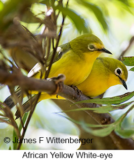 African Yellow White-eye - © James F Wittenberger and Exotic Birding LLC African Yellow White-eye - © James F Wittenberger and Exotic Birding LLC