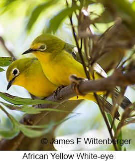African Yellow White-eye - © James F Wittenberger and Exotic Birding LLC African Yellow White-eye - © James F Wittenberger and Exotic Birding LLC