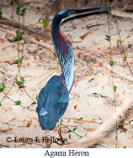 Agami Heron - © Laura L Fellows and Exotic Birding LLC