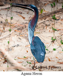 Agami Heron - © Laura L Fellows and Exotic Birding LLC
