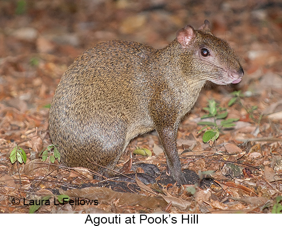 Agouti - © James F Wittenberger and Exotic Birding LLC