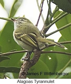 Alagoas Tyrannulet - © James F Wittenberger and Exotic Birding LLC
