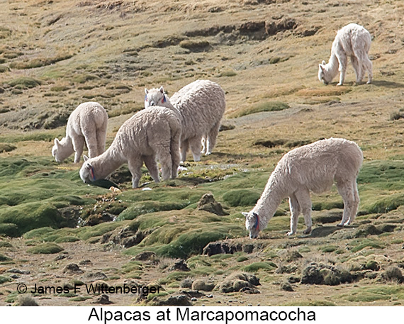 Alpacas - © James F Wittenberger and Exotic Birding LLC