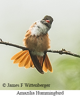 Amazilia Hummingbird - &copy; James F Wittenberger and Exotic Birding LLC