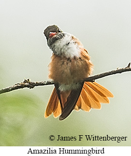 Amazilia Hummingbird - &copy; James F Wittenberger and Exotic Birding LLC