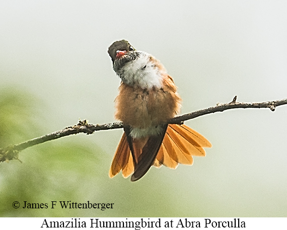 Amazilia Hummingbird - &copy; James F Wittenberger and Exotic Birding LLC