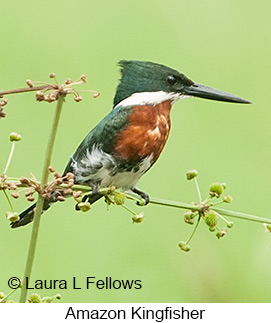 Amazon Kingfisher - © Laura L Fellows and Exotic Birding LLC