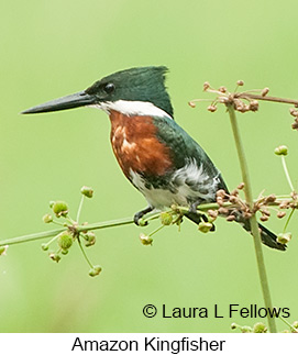 Amazon Kingfisher - © Laura L Fellows and Exotic Birding LLC Amazon Kingfisher - © Laura L Fellows and Exotic Birding LLC