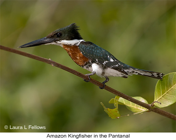 Amazon Kingfisher - © The Photographer and Exotic Birding LLC