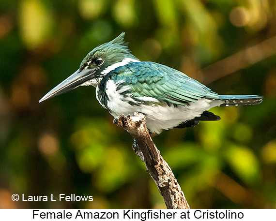 Amazon Kingfisher - © James F Wittenberger and Exotic Birding LLC Amazon Kingfisher - © James F Wittenberger and Exotic Birding LLC