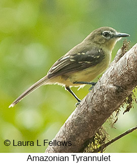 Amazonian Tyrannulet - © Laura L Fellows and Exotic Birding LLC