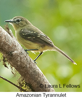 Amazonian Tyrannulet - © Laura L Fellows and Exotic Birding LLC