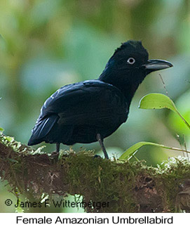 Amazonian Umbrellabird - © James F Wittenberger and Exotic Birding LLC