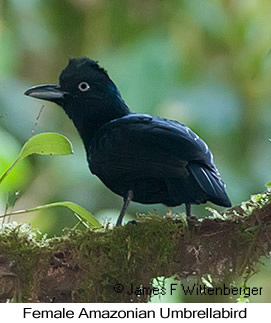 Amazonian Umbrellabird - © James F Wittenberger and Exotic Birding LLC