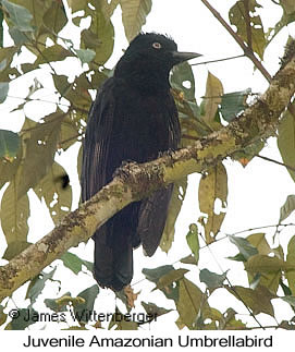Amazonian Umbrellabird - © James F Wittenberger and Exotic Birding LLC
