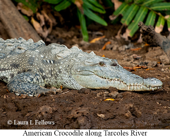 American Crocodile - © James F Wittenberger and Exotic Birding LLC American Crocodile - © James F Wittenberger and Exotic Birding LLC
