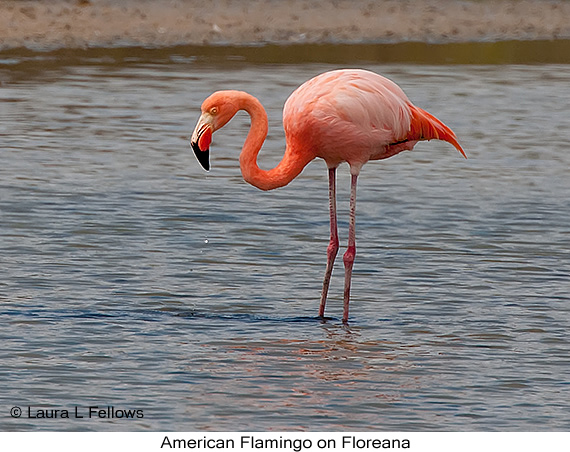 American Flamingo - © Laura L Fellows and Exotic Birding LLC