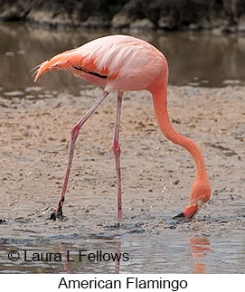 American Flamingo - © Laura L Fellows and Exotic Birding LLC