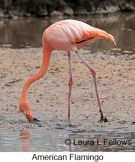 American Flamingo - © Laura L Fellows and Exotic Birding LLC American Flamingo - © Laura L Fellows and Exotic Birding LLC