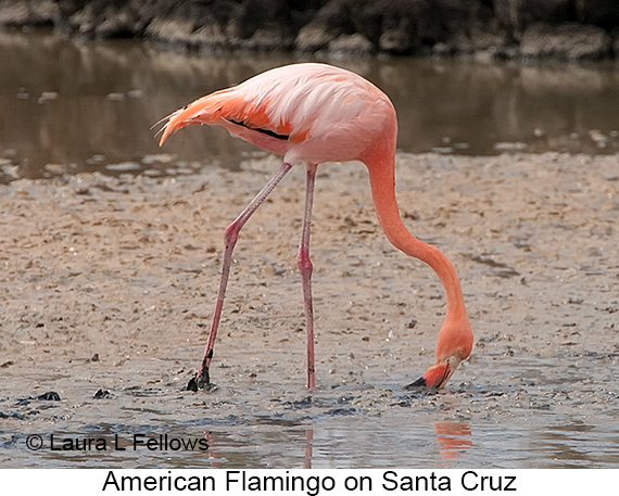 American Flamingo - © James F Wittenberger and Exotic Birding LLC