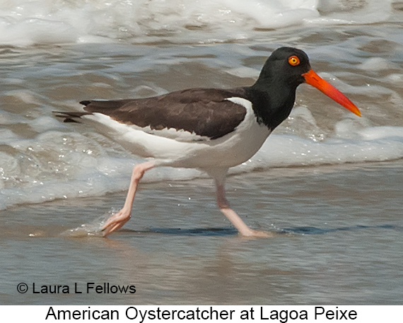 American Oystercatcher - © James F Wittenberger and Exotic Birding LLC American Oystercatcher - © James F Wittenberger and Exotic Birding LLC