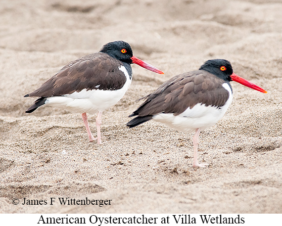 American Oystercatcher - © James F Wittenberger and Exotic Birding LLC