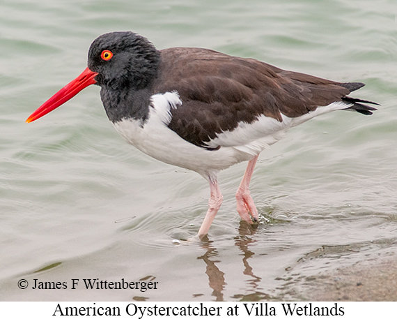 American Oystercatcher - © James F Wittenberger and Exotic Birding LLC