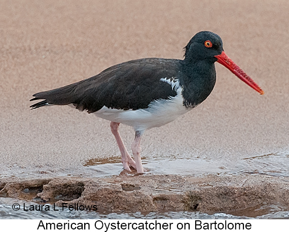 American Oystercatcher - © James F Wittenberger and Exotic Birding LLC