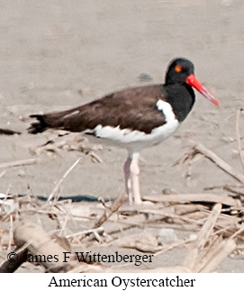 American Oystercatcher - © James F Wittenberger and Exotic Birding LLC