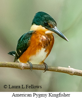 American Pygmy Kingfisher - © Laura L Fellows and Exotic Birding LLC